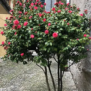 https://casa-domaso.it-lombardy.com